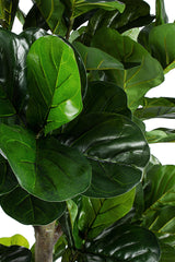FICUS LYRATA