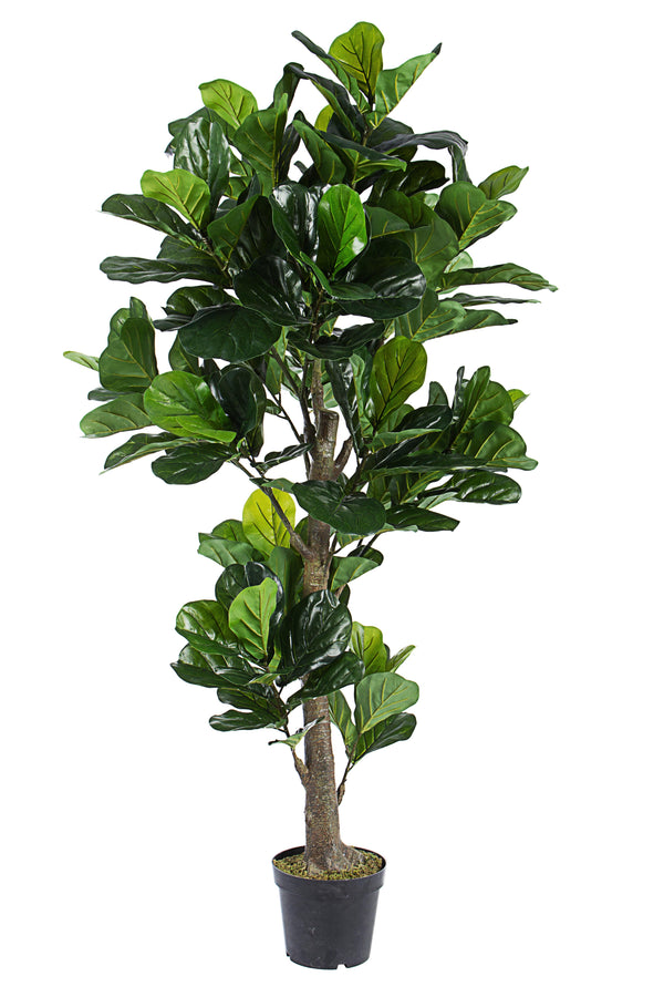 FICUS LYRATA