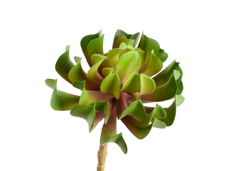 AEONIUM CACTUS