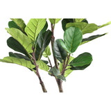 FICUS LYRATA KICSI