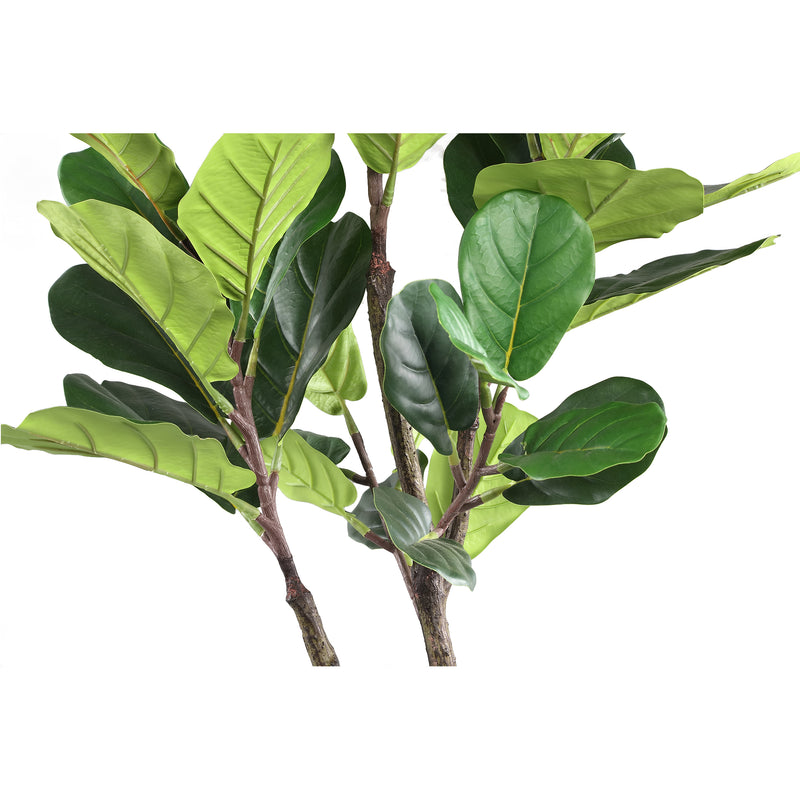 FICUS LYRATA KICSI