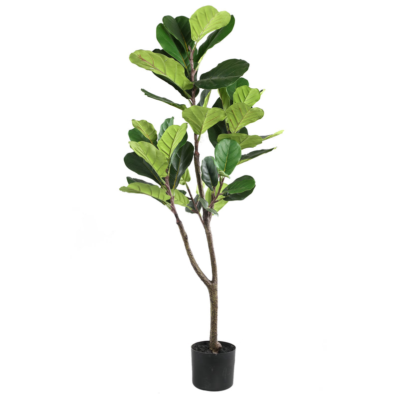 FICUS LYRATA KICSI