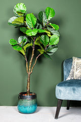 FICUS LYRATA KÖZEPES