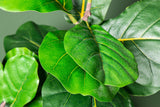 FICUS LYRATA KÖZEPES