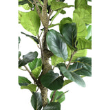 FICUS LYRATA NAGY