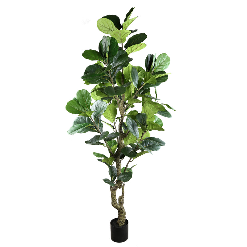 FICUS LYRATA NAGY