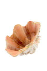 SHELL DEKOR
