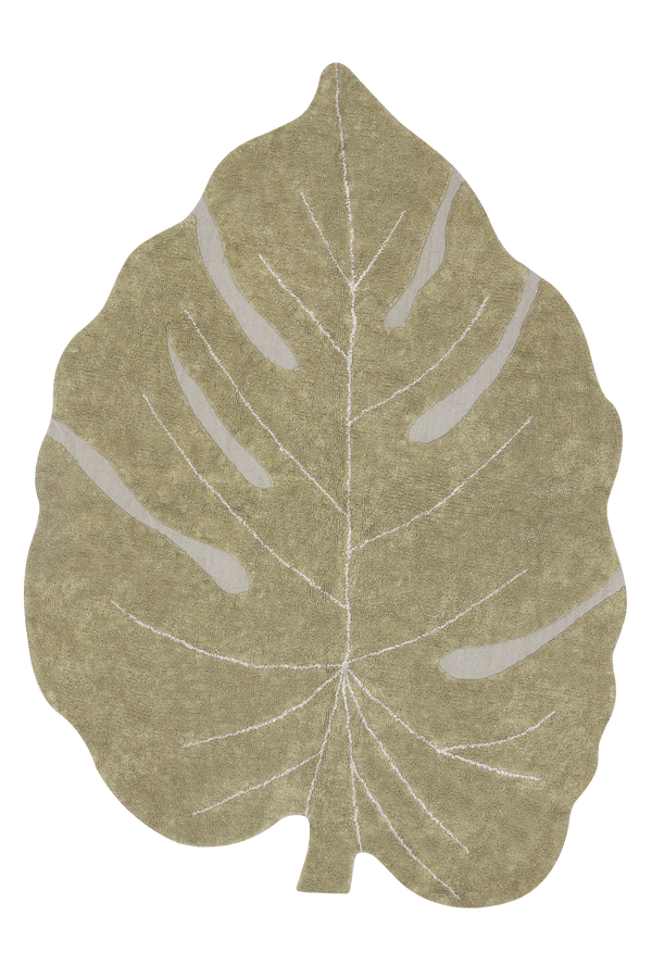MONSTERA OLIVE