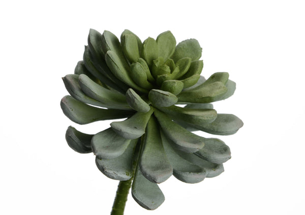 ECHEVERIA SECUNDA