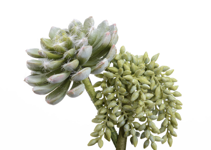 SEDUM CHUTE & ECHE